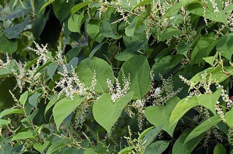 Spotted Japanese Knotweed Here’s What You Need To Do Gardening Articles And News