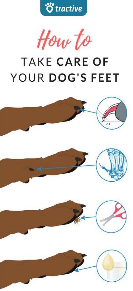 20 Ideas For Dogs Paw Injury Home Dog Paw Care Paw Care Dog Health Tips