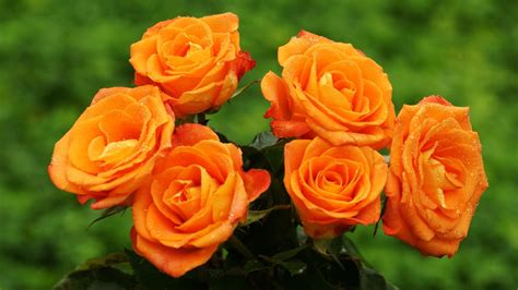 4k Orange Flowers Wallpapers High Quality Download Free