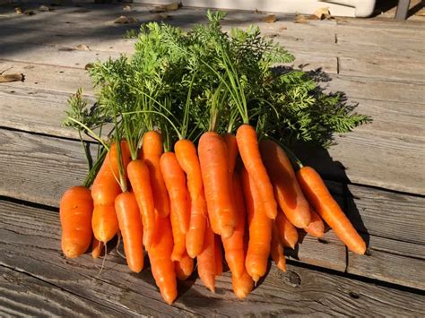 44 Different Types Of Carrots