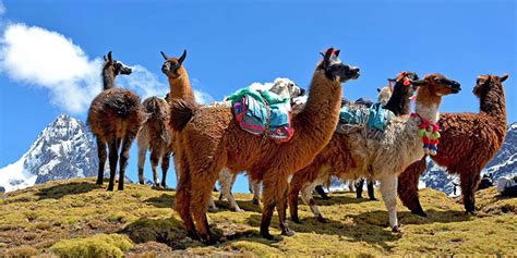 Llama Packing Trek To Ausangate Rainbow Mountain And Machu Picchu 7d6n