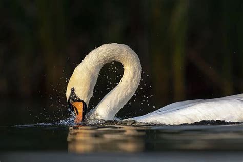 mute swan cygnus olor bathing valkenhorst nature