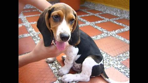 basset hound beagle mix youtube