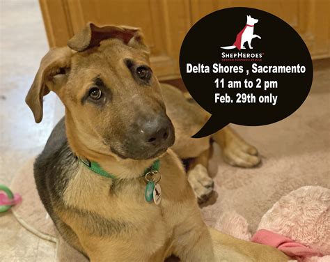 Petsmart Adoption Sacramento