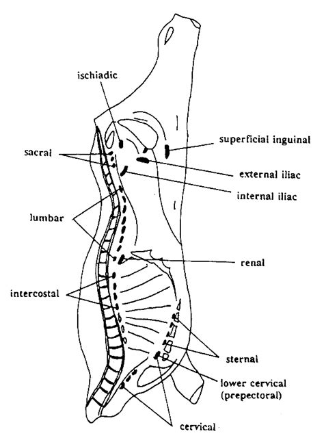 Lymph Nodes In Dogs Diagram Wiring Diagram Source