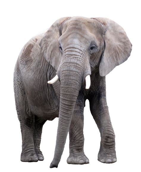 Elephant Png Images Transparent Free Download
