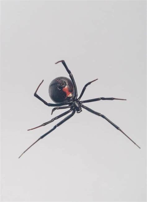 Mystery Of How Black Widow Spiders Create Steel Strength Silk Webs Further Unravelled Research