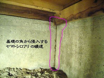 Do not post any variant of memes like this. ヤマトシロアリ 被害写真 蟻土｜白蟻 駆除 予防 調査｜大阪 ...