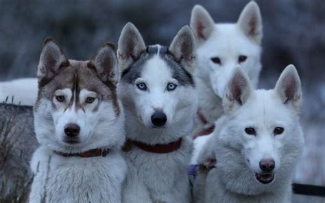 The Siberian Husky Club Of Great Britains Annual Sled Dog