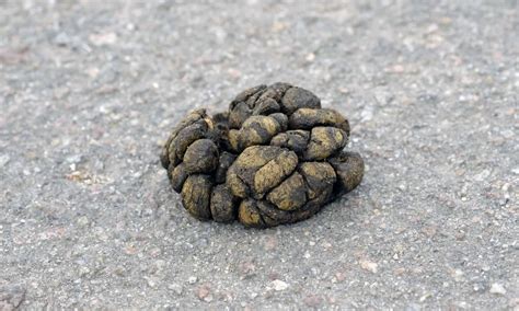 Goat Poop Everything Youve Ever Wanted To Know A Z Animals