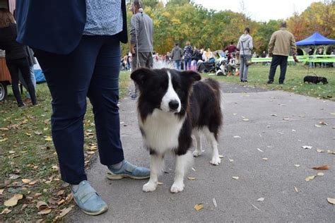 Border Collie Information And Dog Breed Facts