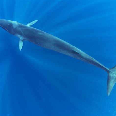Fin Whale Balaenoptera Physalus Mediterranean Sea Fin Whale Whale