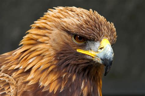 Golden Eagle Bird Breeds Central