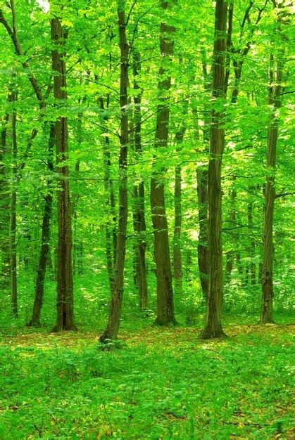 Premium Photo Green Forest Background In A Sunny Day