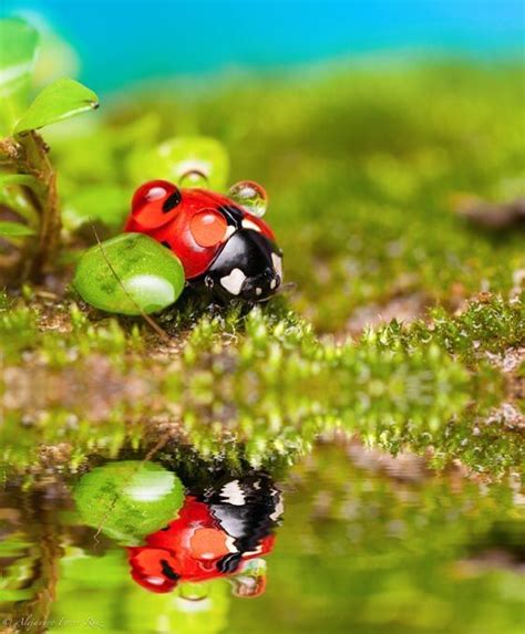 Macro Photography Of Dew Covered Ladybug Ladybug Ladybird Cute Bug