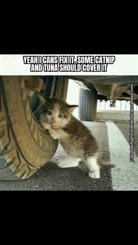 Funny Mechanic Cat Cat Memes Cats Funny Cat Kitten Kitty Meme