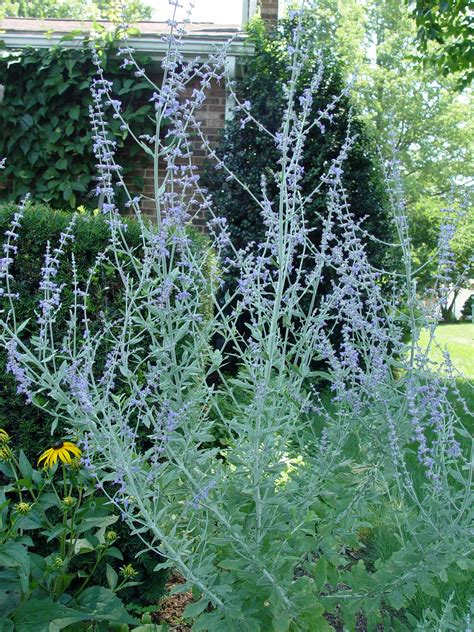 I love the russian sage because it has aromatic leaves with. Russian sage 'Little Spire' | Garden Housecalls