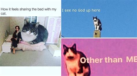 Happy Boss Day Cat Meme Woolseygirls Meme