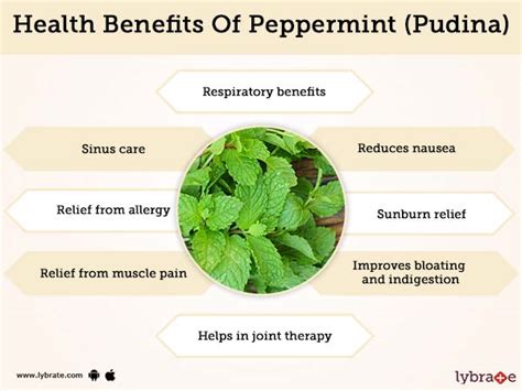 Peppermint Pudina Benefits And Its Side Effects Lybrate