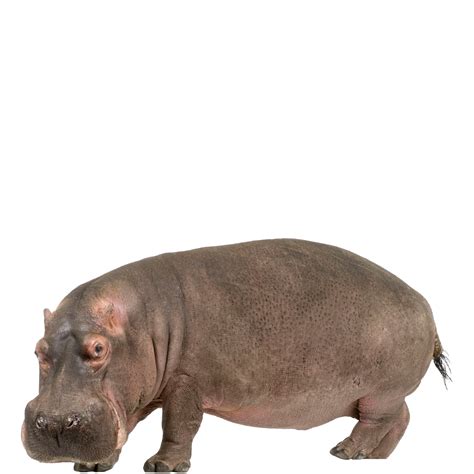 Hippopotamuses