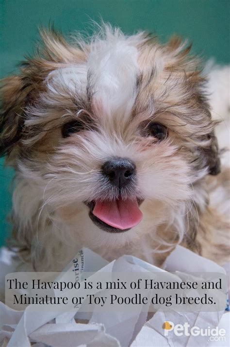 What are the cutest dogs? Havapoo | Dog breeds, Cute dogs, Miniature dog breeds