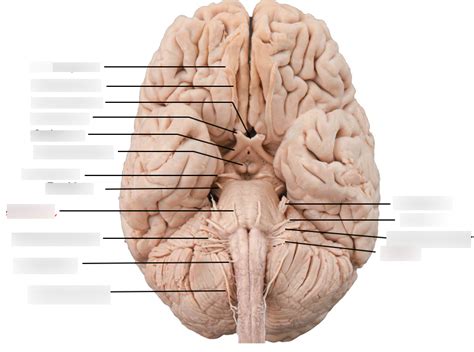 Label The Cranial Nerves Diagram Quizlet