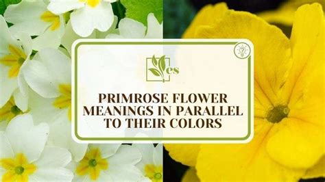 8 Primrose Flower Meanings In Parallel To Their Colors