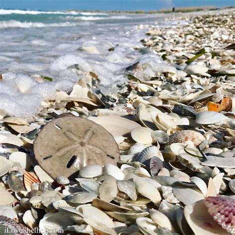 Best Shelling Beaches In California Where To Find The Best Shelling Beach On Sanibel Island