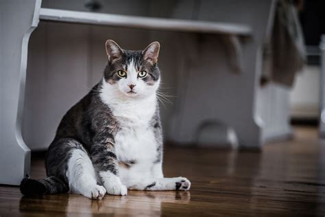 Pregnant Cat Vs Fat Cat 6 Signs To Look For Askvet