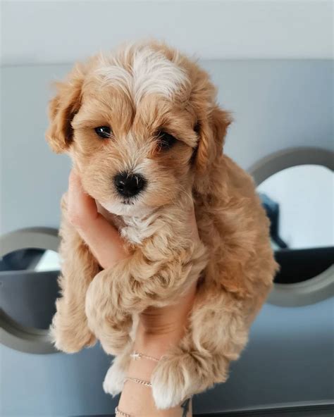 This is an adorable designer dog breed that is crossed between a toy poodle and a maltese. Maltipoo Puppies For Sale | Meatpacking District, New York, NY #343278
