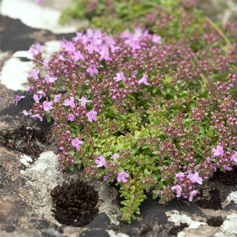 Plants Seeds And Bulbs Beauty Creeping Thyme 10000 Seedsthymus