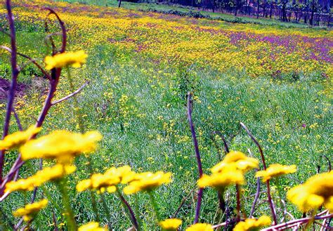 Free Images Nature Yellow Wildflower Flower Vegetation Flora