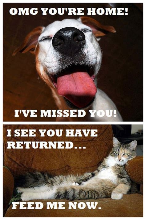 Dogs Vs Cats Emotions Funny Pictures Quotes Pics Photos Images