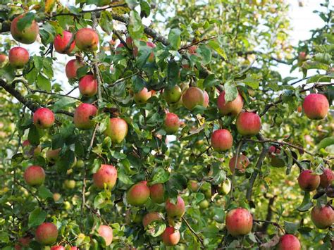 Kashmiri Apple Cultivation In India Farming Practices Production