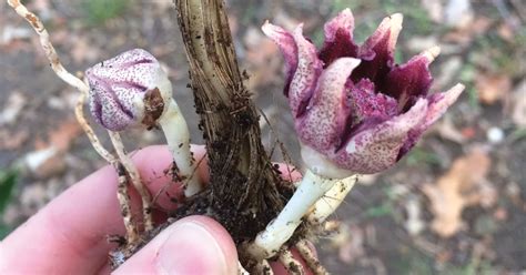 We did not find results for: What is that? The Unique (and Rare) Flowers of the Cast ...