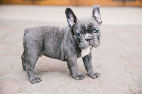 On average, the normal price of a french bulldog is going to be between 1500$ to 3000$, while anywhere from 3000$ to 8000$ is french bulldogs do sometimes tend to come in very unique and appealing colors, most common being blue, much different than the usual plain white fur color. Blue Frenchies - All about Blue French Bulldogs | Pets4Homes