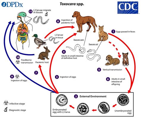 Toxocara Canis Agentes Biológicos Parásito
