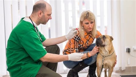 Maybe you would like to learn more about one of these? MRSA-Infektion bei Hunden: Symptome, Ursachen und ...