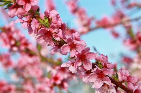 Peach Blossoms In Spring Stock Photo Image Of Blue 146389250