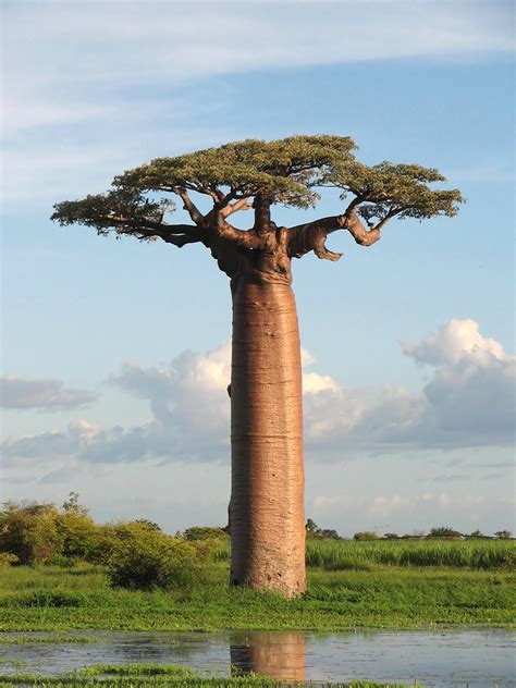 Baobab tree …a mythical symbol among the BaTonga | Celebrating Being ...