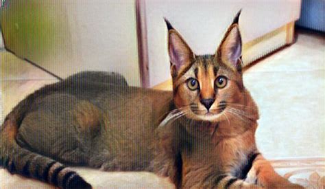 Caracat El Gato Que Cuesta 23 Mil Dólares Mascotas