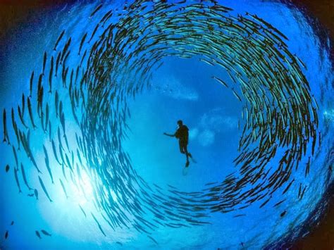 20 Amazing Underwater Photos Life And Style Plus