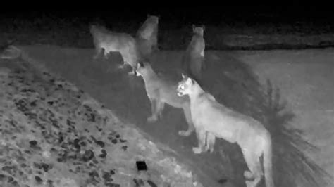 Rare Video Shows 5 Mountain Lions Together In California Wric Abc 8news