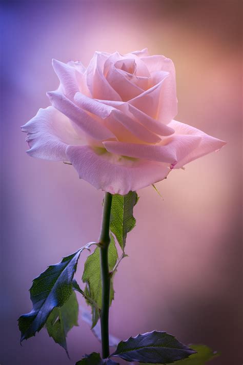 Listen To Your Soul Null Beautiful Pink Roses Beautiful Flowers