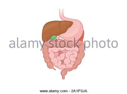 Anatomy and physiology in health and illness. Stomach and esophagus and rectum Human anatomy. Gastrointestinal tract Internal organs. Systems ...
