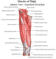 They are remarkably strong, having one of the highest tensile strengths found among soft tissues. Anterior Thigh Muscles | Upper leg muscles, Quad muscles ...