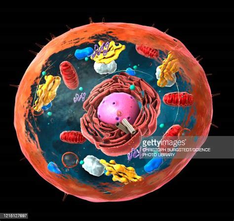 Cross Section Animal Cell Photos And Premium High Res Pictures Getty
