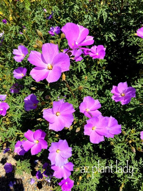 Purplefloweringdroughttolerantshrub Desert Gardening 101
