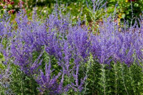 10 Best Washington Perennials Photos And Growing Tips Garden Lovers