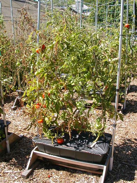 Trellises And Support Structures Growing Tomatoes Container